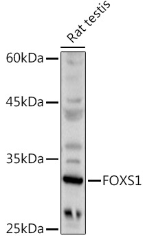 FOXS1 Polyclonal Antibody (E-AB-90940)