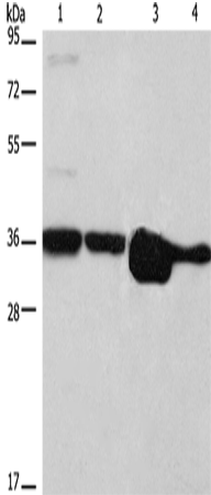 ELAVL1 Polyclonal Antibody (E-AB-14059)
