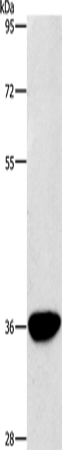 AKR1D1 Polyclonal Antibody (E-AB-14530)