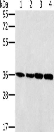 MRPL39 Polyclonal Antibody (E-AB-15214)
