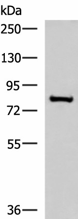 NPHP1 Polyclonal Antibody (E-AB-53023)