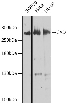 CAD Polyclonal Antibody (E-AB-62648)