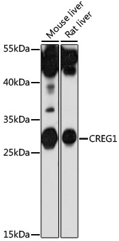 CREG1 Polyclonal Antibody (E-AB-91417)