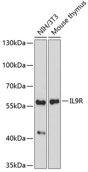 IL9R Polyclonal Antibody (E-AB-65537)