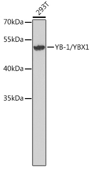 YB-1/YBX1 Polyclonal Antibody (E-AB-92743)