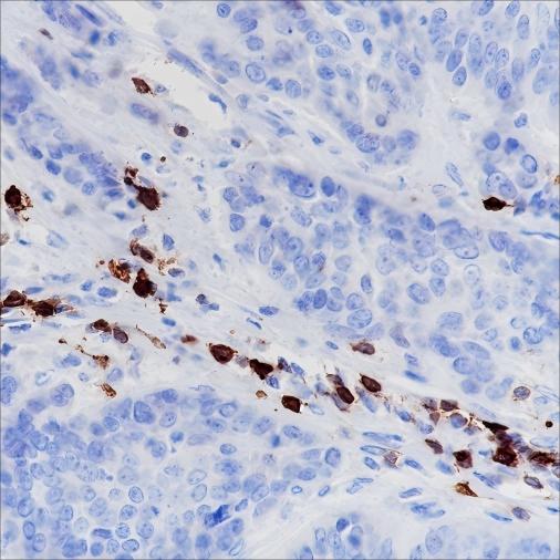 Recombinant CD278/ICOS Monoclonal Antibody (AN301473L)