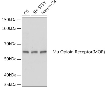 Mu Opioid Receptor Polyclonal Antibody (E-AB-91658)