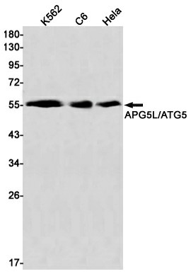 Recombinant APG5L Monoclonal Antibody (E-AB-81459)