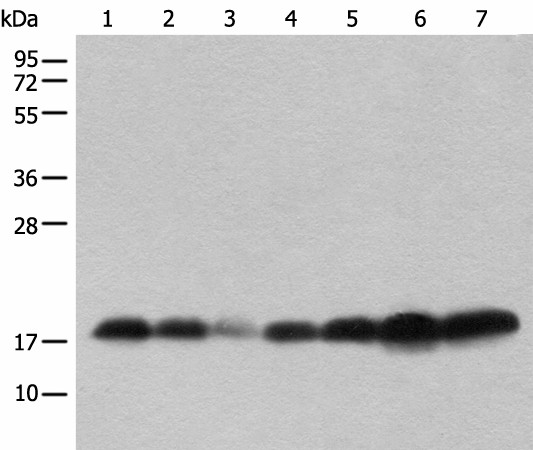 BUD31 Polyclonal Antibody (E-AB-18552)