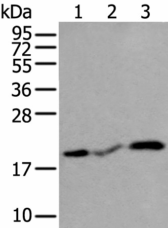 CSRP3 Polyclonal Antibody (E-AB-18409)