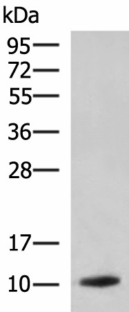 PPY Polyclonal Antibody (E-AB-52056)