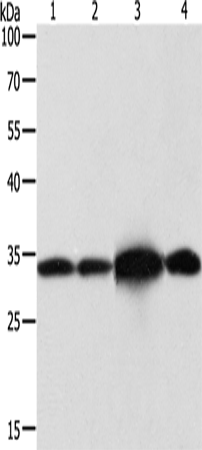 NAPA Polyclonal Antibody (E-AB-10600)