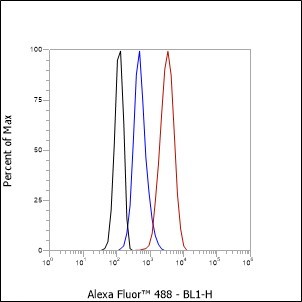 Recombinant Rab7 Monoclonal Antibody (AN301857L)