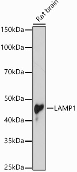 LAMP1 Polyclonal Antibody (E-AB-68328)