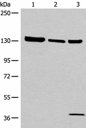 EPHA6 Polyclonal Antibody (E-AB-17824)