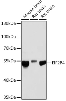 EIF2B4 Polyclonal Antibody (E-AB-91993)