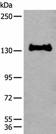 CAPN15 Polyclonal Antibody (E-AB-19658)