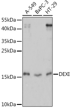 DEXI Polyclonal Antibody (E-AB-90986)