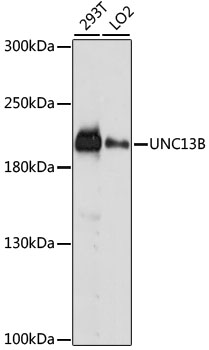 UNC13B Polyclonal Antibody (E-AB-66572)