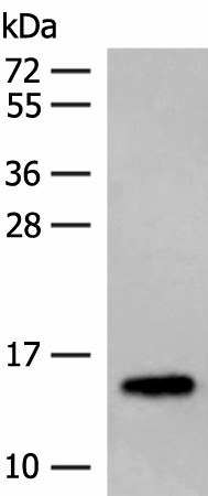 LYRM1 Polyclonal Antibody (E-AB-18887)