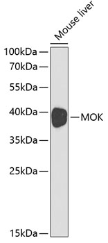 MOK Polyclonal Antibody (E-AB-60445)