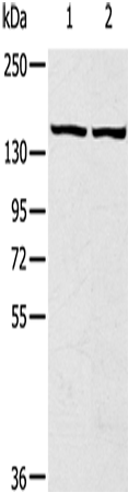 TBC1D4 Polyclonal Antibody (E-AB-13723)