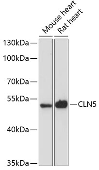 CLN5 Polyclonal Antibody (E-AB-64360)