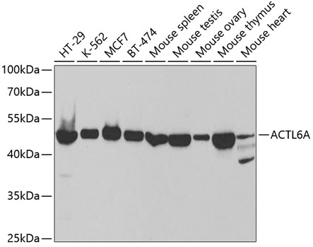 ACTL6A Polyclonal Antibody (E-AB-60939)