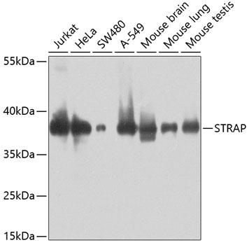 STRAP Polyclonal Antibody (E-AB-92347)