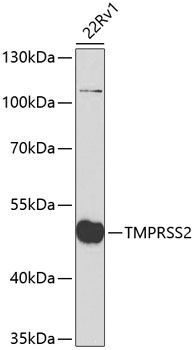 TMPRSS2 Polyclonal Antibody (E-AB-61783)