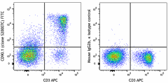 FITC anti-mouse CD90.1 (Thy1.1) Antibody (109007)