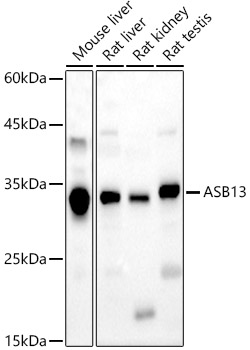 ASB13 Polyclonal Antibody (E-AB-91336)