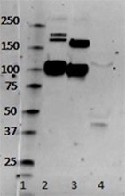 Purified anti-complement C3/C3b/iC3b Antibody