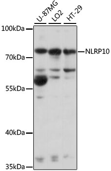 NLRP10 Polyclonal Antibody (E-AB-91385)