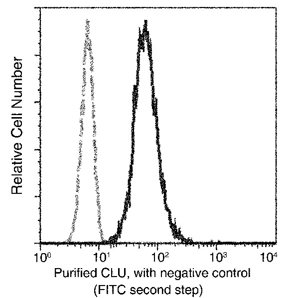 Clusterin/Apolipoprotein J/Apo-J/CLU Monoclonal Antibody (AN200024P)