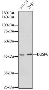 DUSP6 Polyclonal Antibody (E-AB-92518)