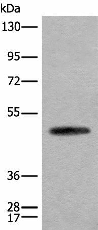 CADM2 Polyclonal Antibody (E-AB-19690)