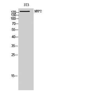 ABCC2 Polyclonal Antibody (E-AB-32082)