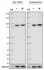 Purified anti-STAT3 Phospho (Tyr705) Recombinant Antibody (690451)