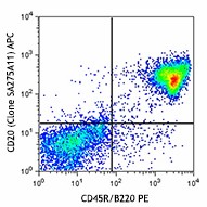 APC anti-mouse CD20 Antibody (150411)