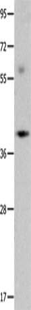 OPCML Polyclonal Antibody (E-AB-14267)