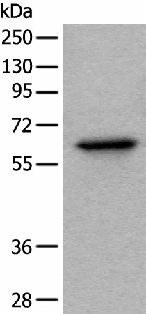 BAIAP2L1 Polyclonal Antibody (E-AB-18531)