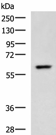 TERF1 Polyclonal Antibody (E-AB-18252)
