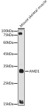 AMD1 Polyclonal Antibody (E-AB-92883)