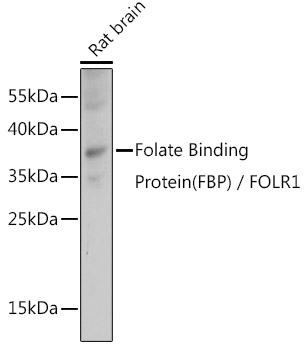 Folate Binding Protein Polyclonal Antibody (E-AB-91239)