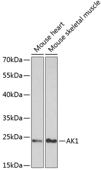 AK1 Polyclonal Antibody (E-AB-60259)