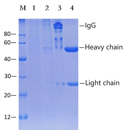 Protein G Magnetic beads (EA-IP-016M)
