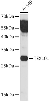 TEX101 Polyclonal Antibody (E-AB-91977)