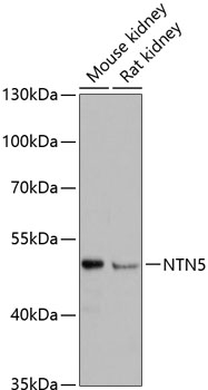 NTN5 Polyclonal Antibody (E-AB-66024)