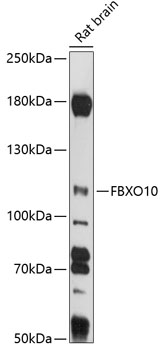 FBXO10 Polyclonal Antibody (E-AB-90982)